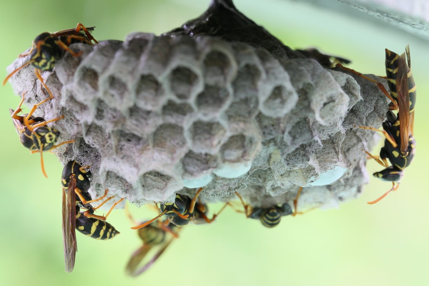 Best Ways to Get Rid of Wasps in Your House