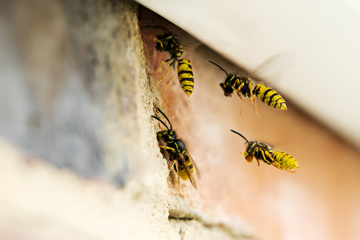 wasps