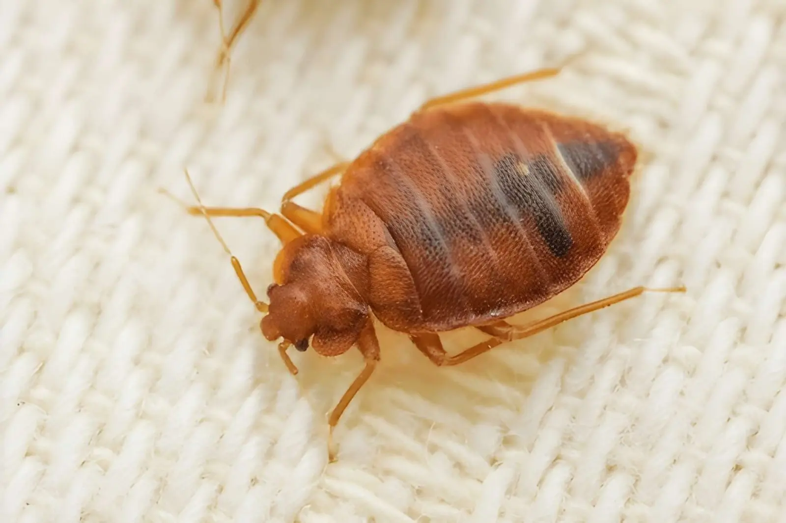 Bed Bug Control
